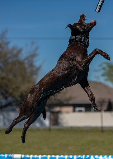dog dock jumping and air retrieval classes at courteous canine