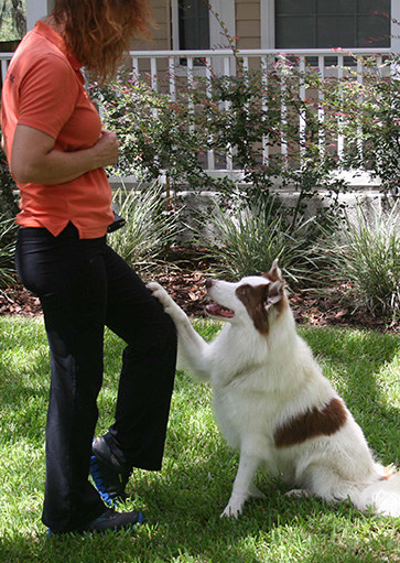 dog manners and obedience training at courteous canine