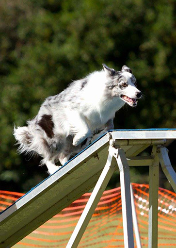 parkour for dogs at courteous canine