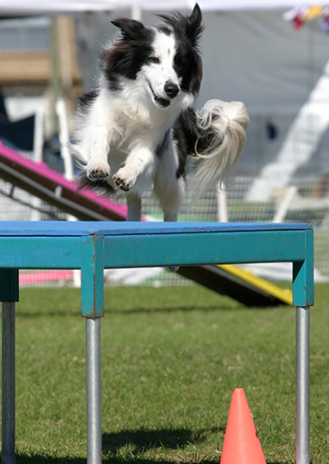 dog parkour classes and training with courteous canine