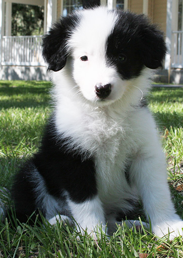 Puppy training classes in tampa by courteous canine
