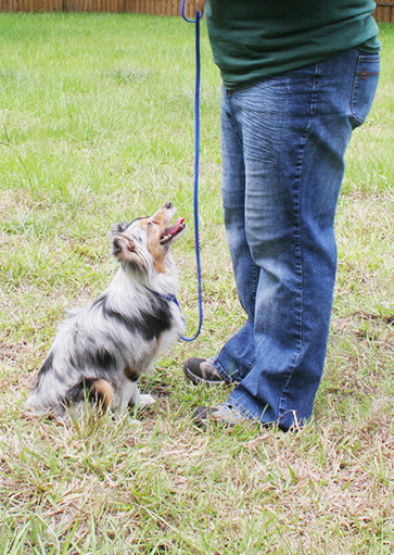 private dog training tampa at courteous canine