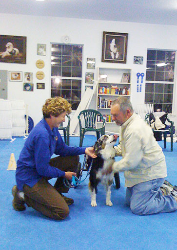 Service Dog Training in Tampa, AKC Canine Good Citizen Classes at Courteous Canine