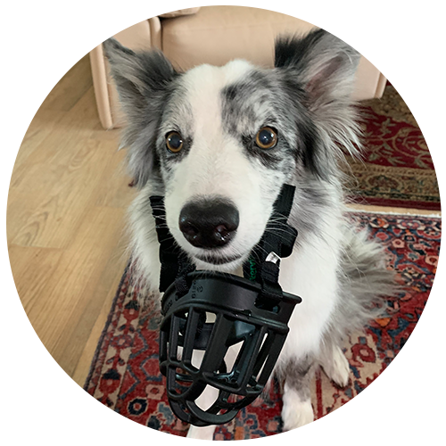 dog muzzle training: step 1