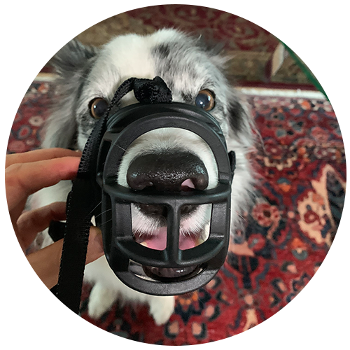 dog muzzle training: step 4