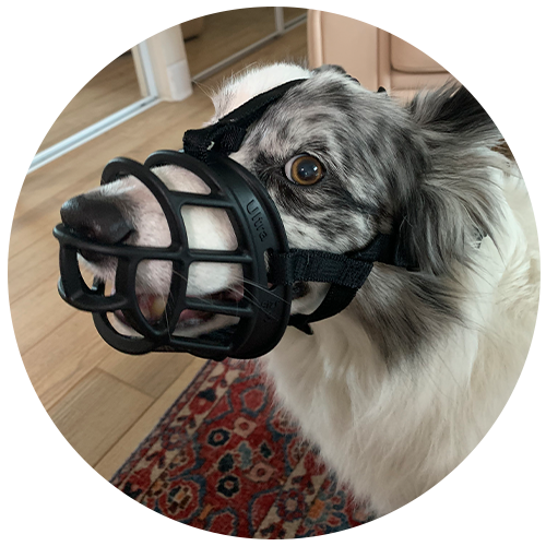 dog muzzle training: step 6
