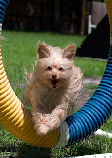 jumping dog agility training classes in tampa