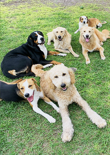dog daycare tampa - daycare for dogs at courteous canine