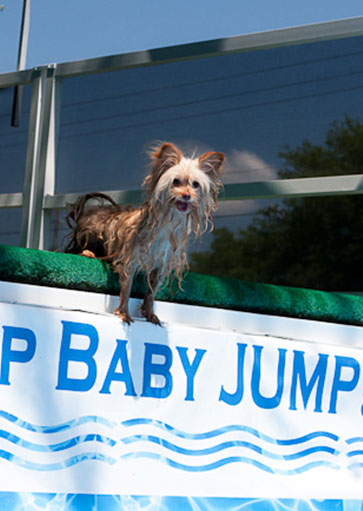 dog dock jumping classes at courteous canine