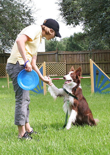 tampa private dog training 
