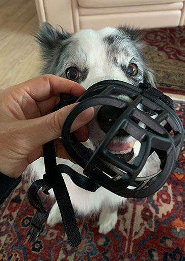 How to: dog muzzle training and tips by courteous canine
