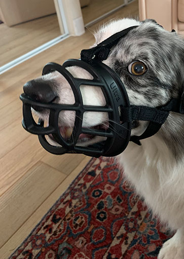 dog muzzle training by courteous canine