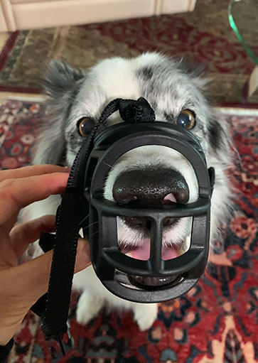 happy dog in muzzle: dog muzzle training by courteous canine