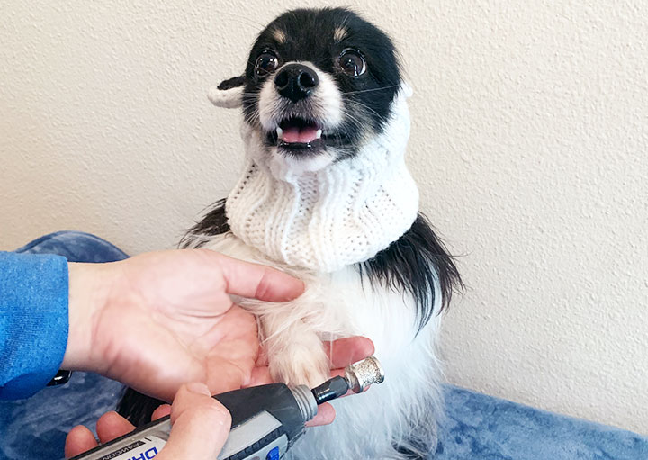 paw spa dog nail trimming training with courteous canine