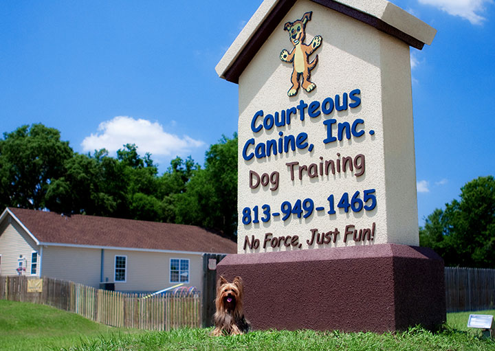 tampa dog training Courteous Canine Location