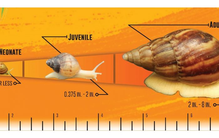 Eggs are approximately 0.3 to 0.4 inches in size, white to yellow in color, with up to 1000 eggs per clutch. Neonate snails are 0.5 inches or less in size. Juvenile snails are 0.375 inches to 2 inches in size. Adult snails are 2 to 8 inches in size.