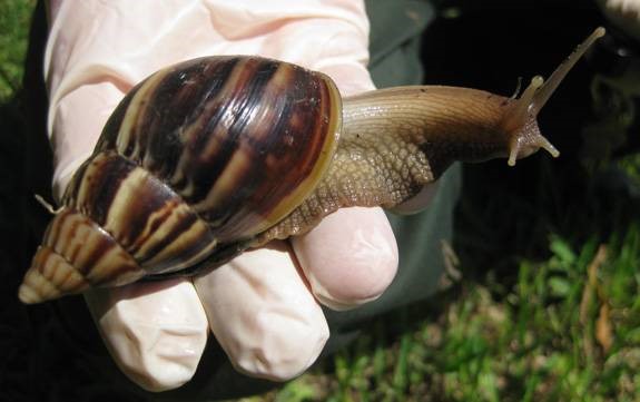 adult Giant African Land Snail in a gloved hand