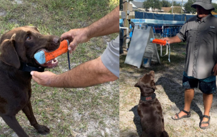 On left, dog holding toy with instructor. On right, dog watching toy that instructor is holding.