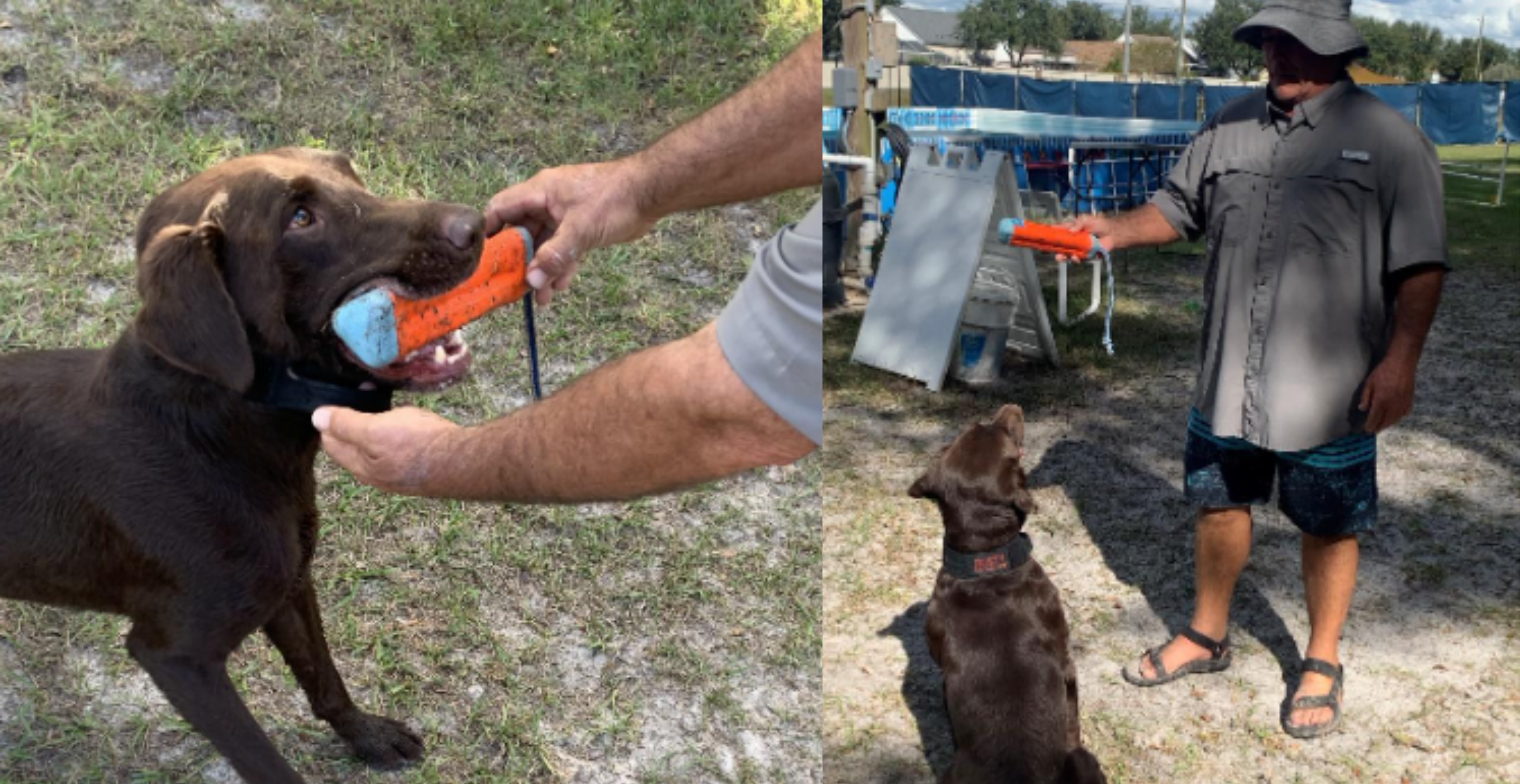 On left, dog holding toy with instructor. On right, dog watching toy that instructor is holding.