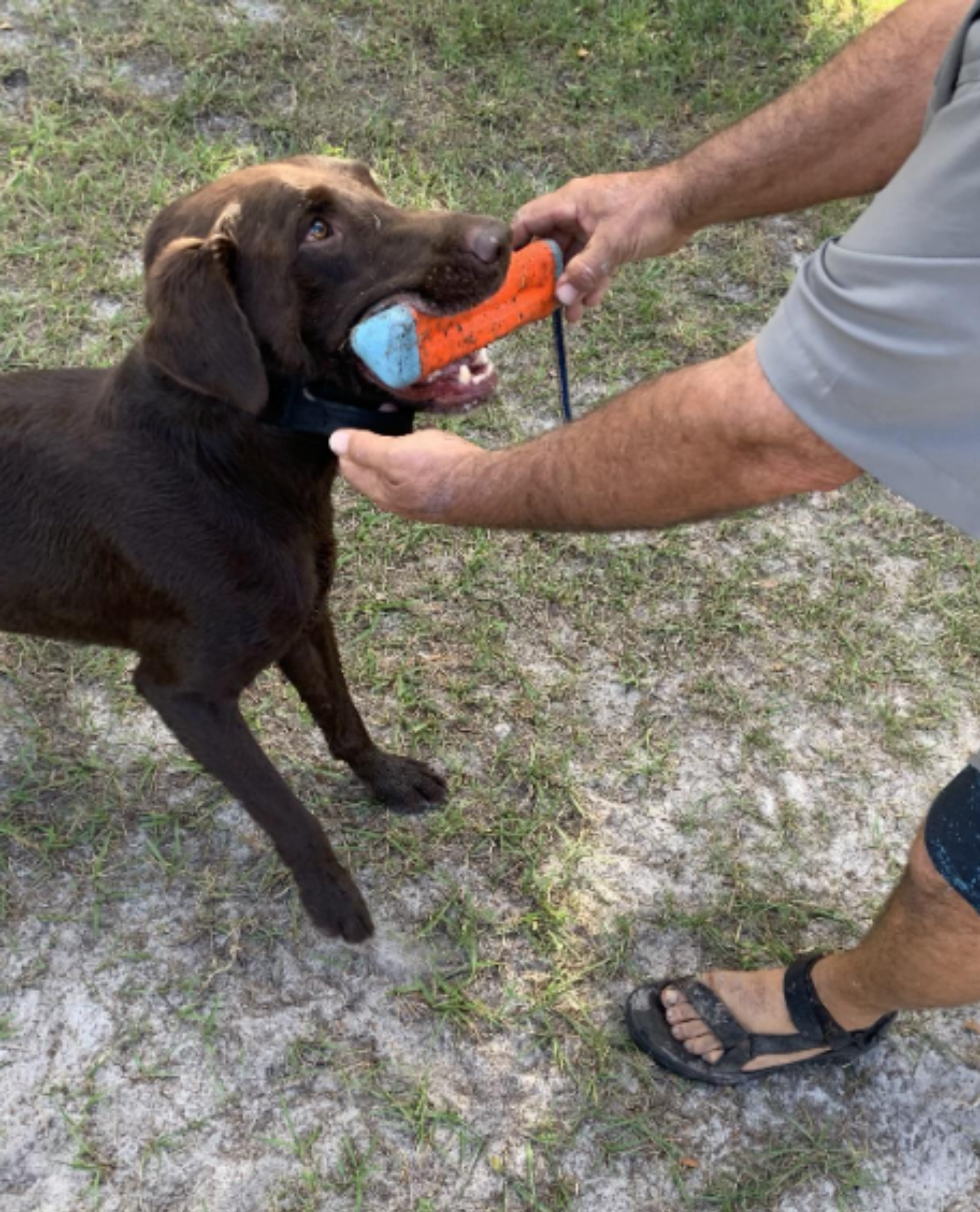 dog holding a toy while instructor helps