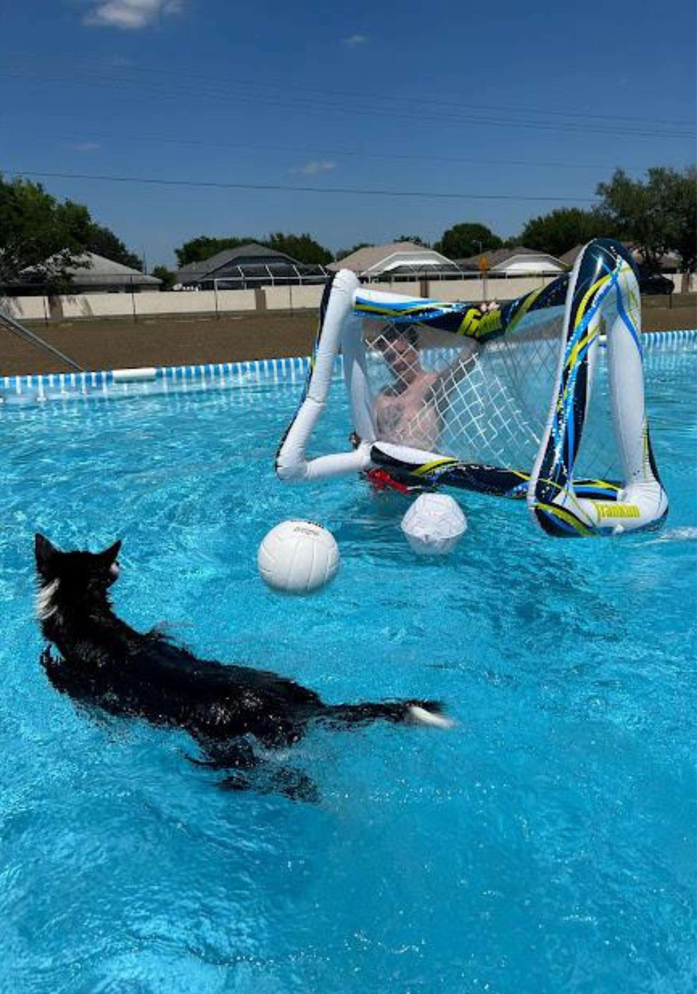 dog playing soccer in the pool