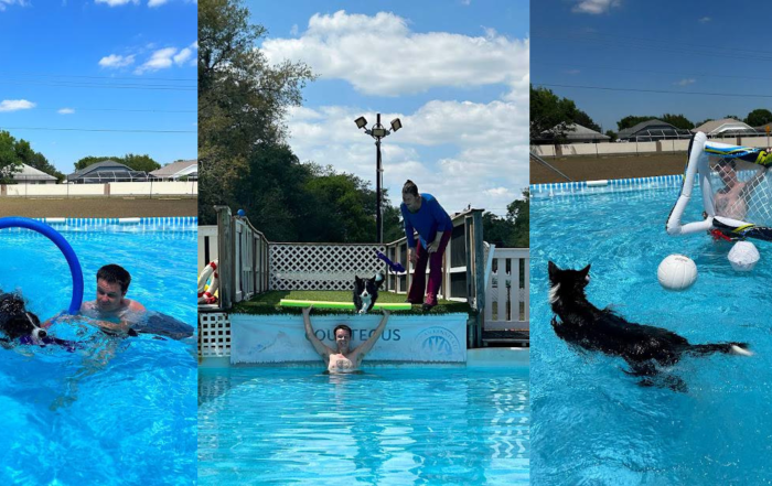 Dog going through a hoop in the pool, jumping over a person into pool, and playing soccer in pool