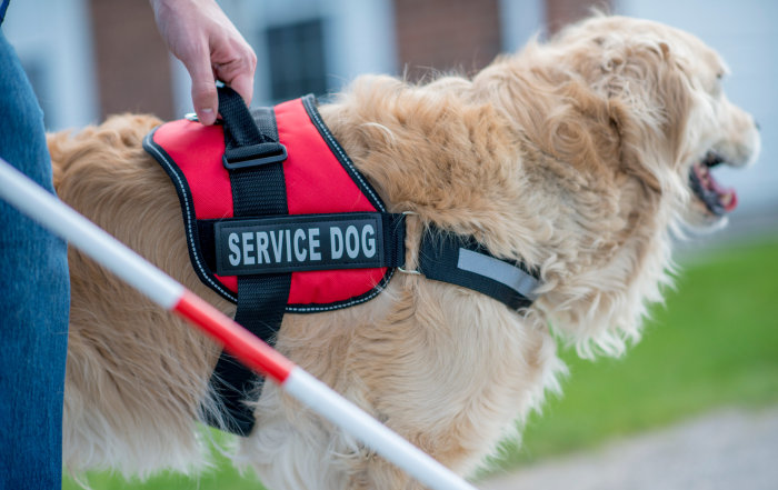Guide dog with "service dog" vest
