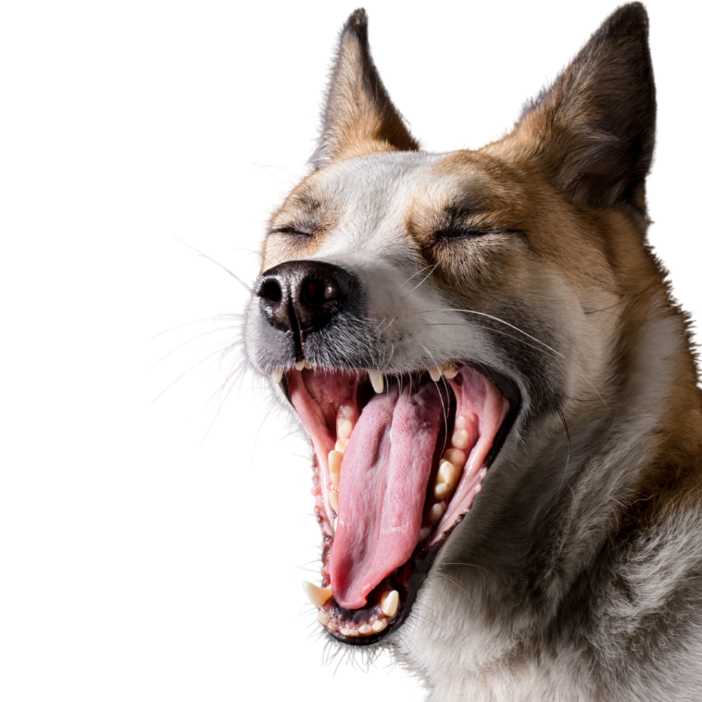 Brown and white dog stress panting