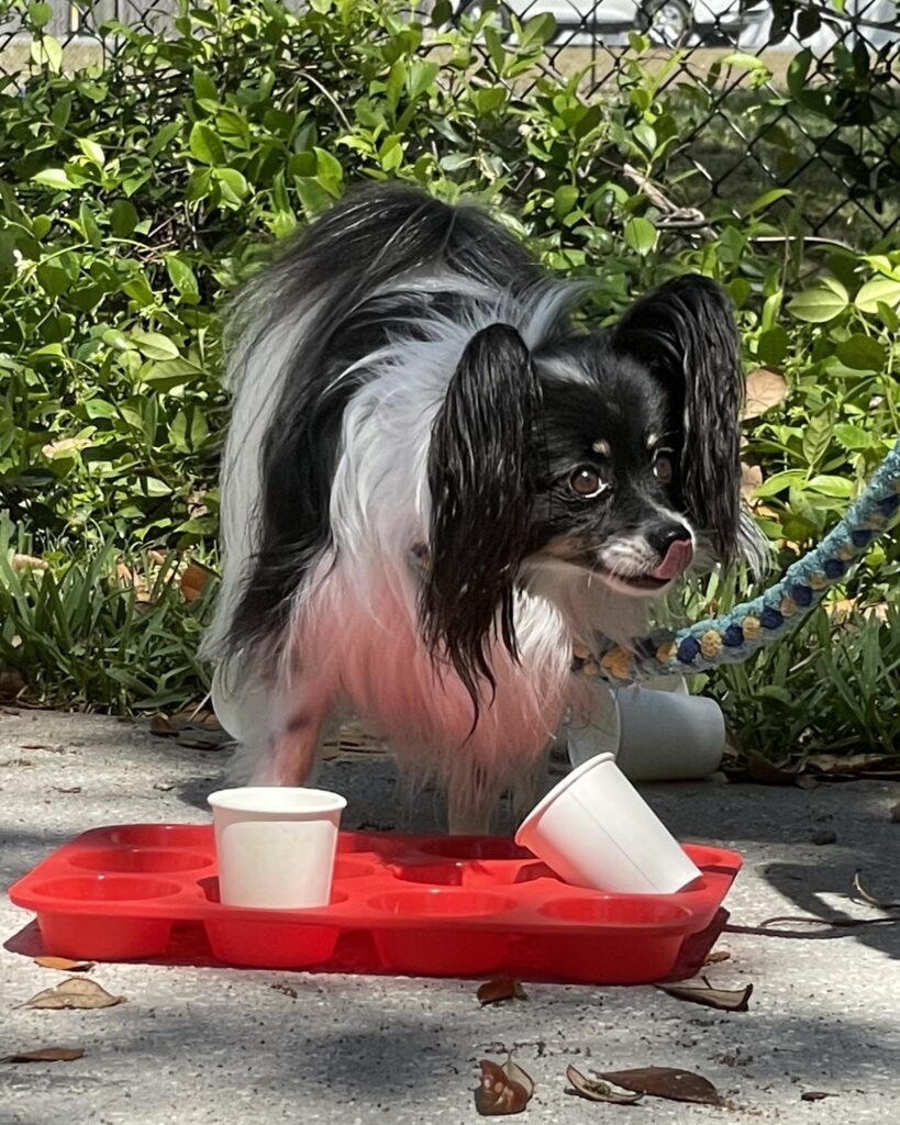 black and white dog playing an enrichment game with cups