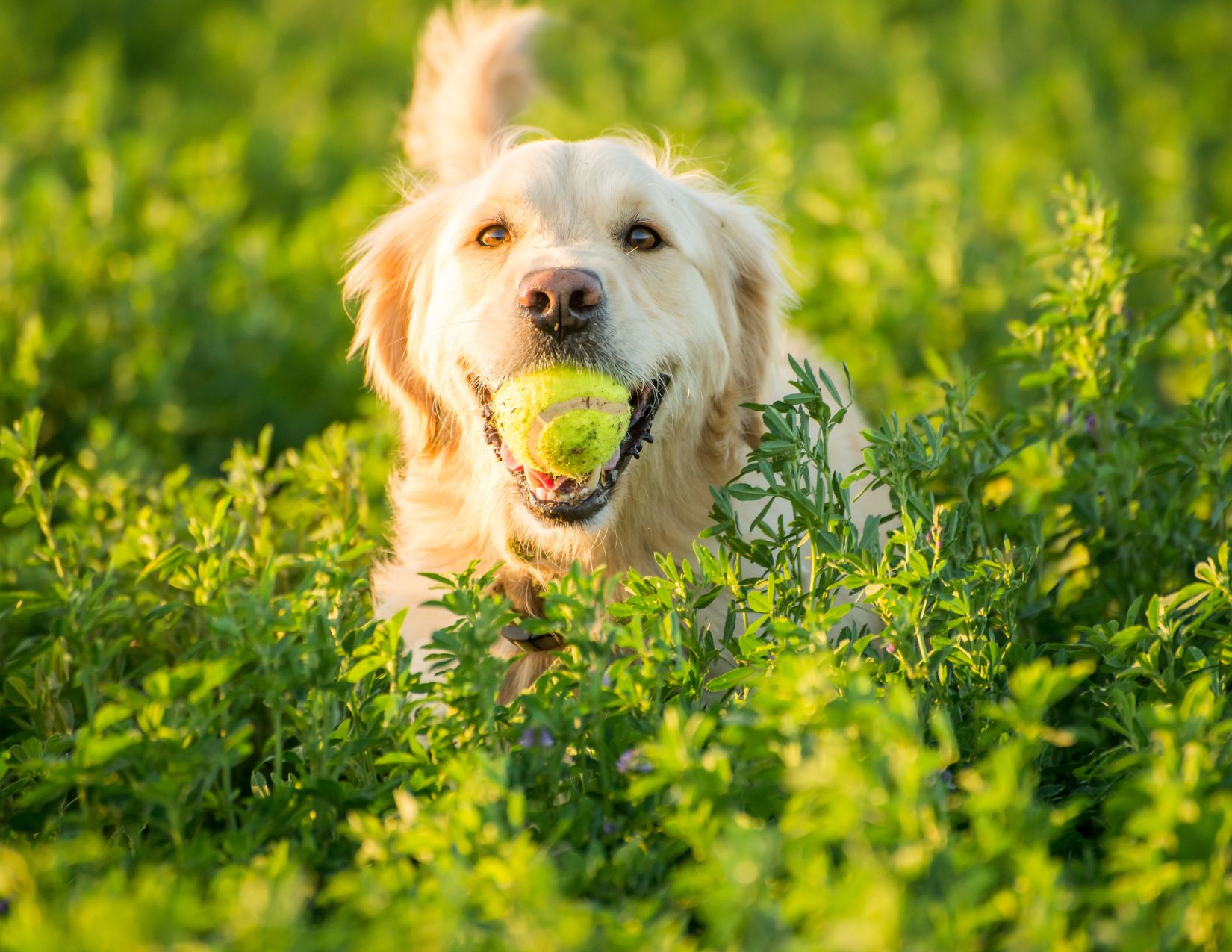 A golden retriever in a field fetching at tennis ball. 