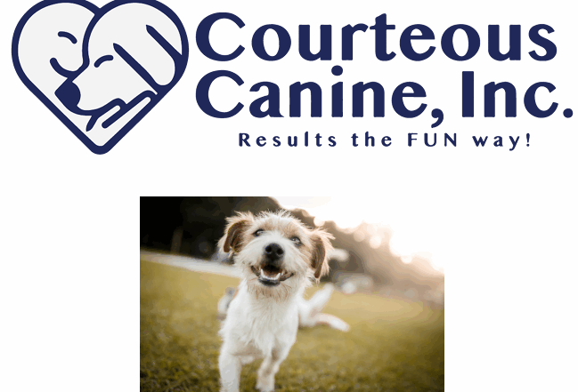 Small happy dog outside in the grass