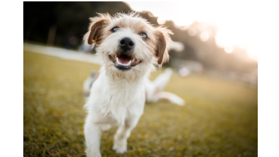 Small happy dog outside in the grass