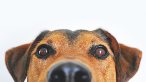 Close up picture of a dog face