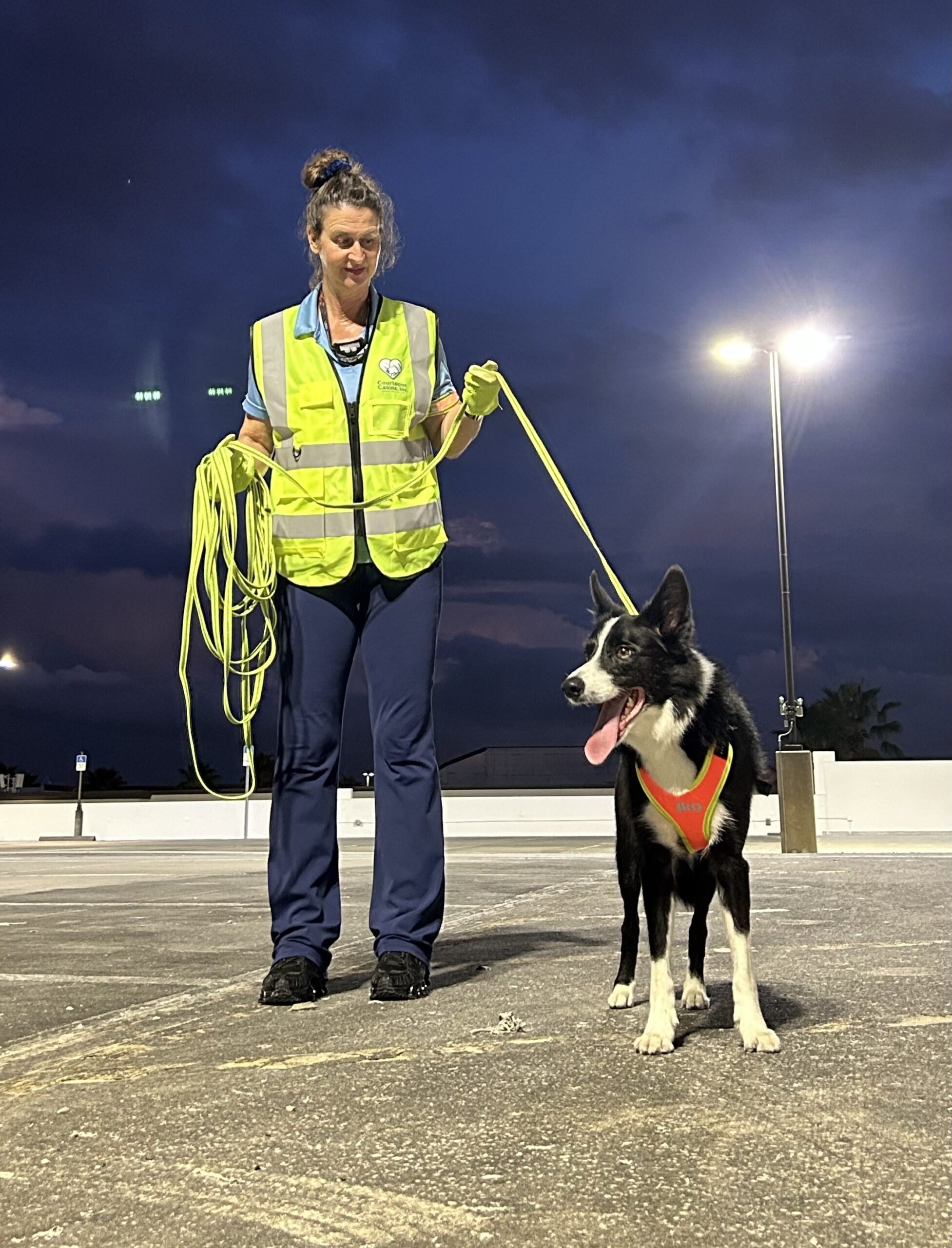 Private Dog Training Courteous Canine Dog Trainers In Tampa