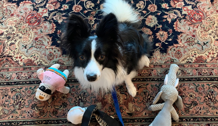 Black and white dog sitting with toys.